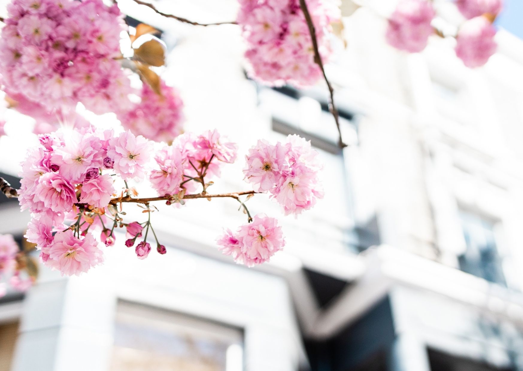 Where to find London’s Blossoms this Spring