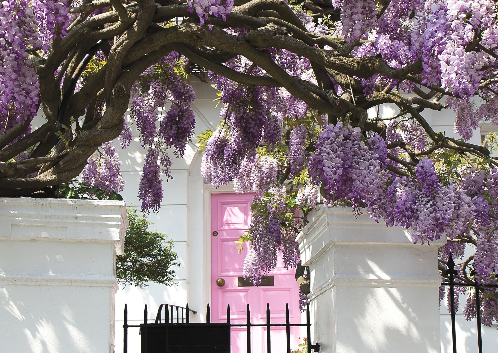 The Best Spots in London for Wisteria