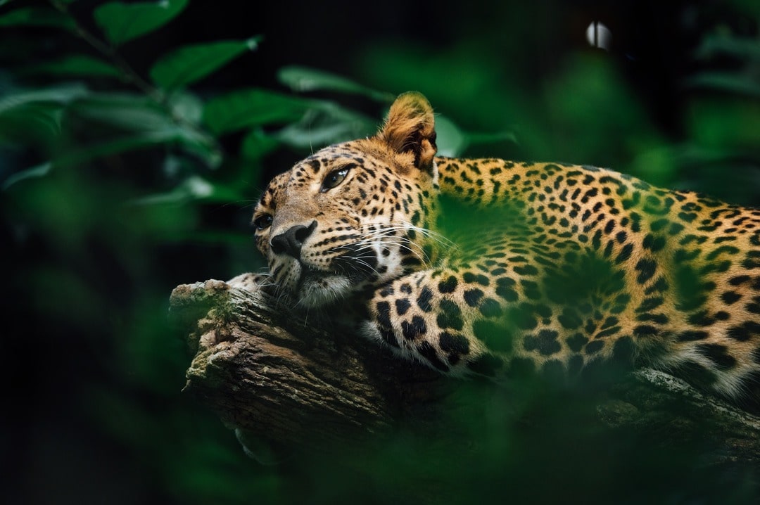 Sleeping leopard sri lanka