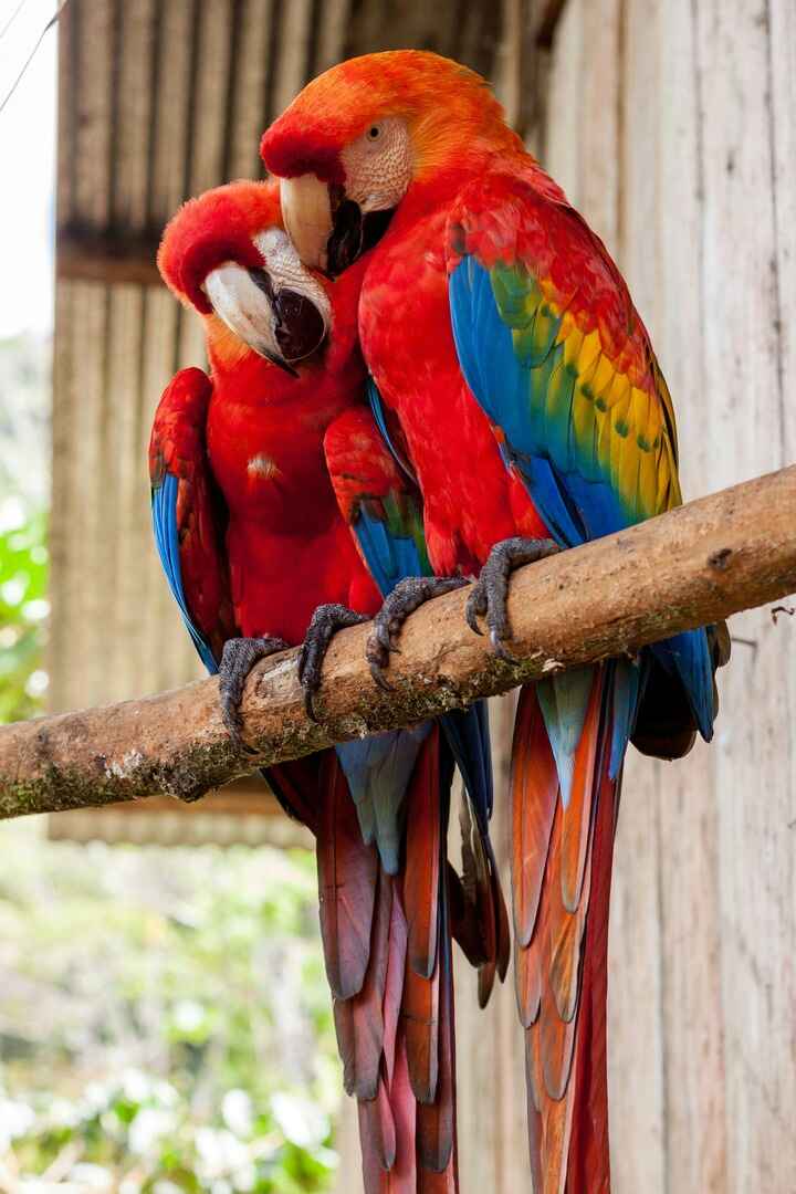 parrot south america