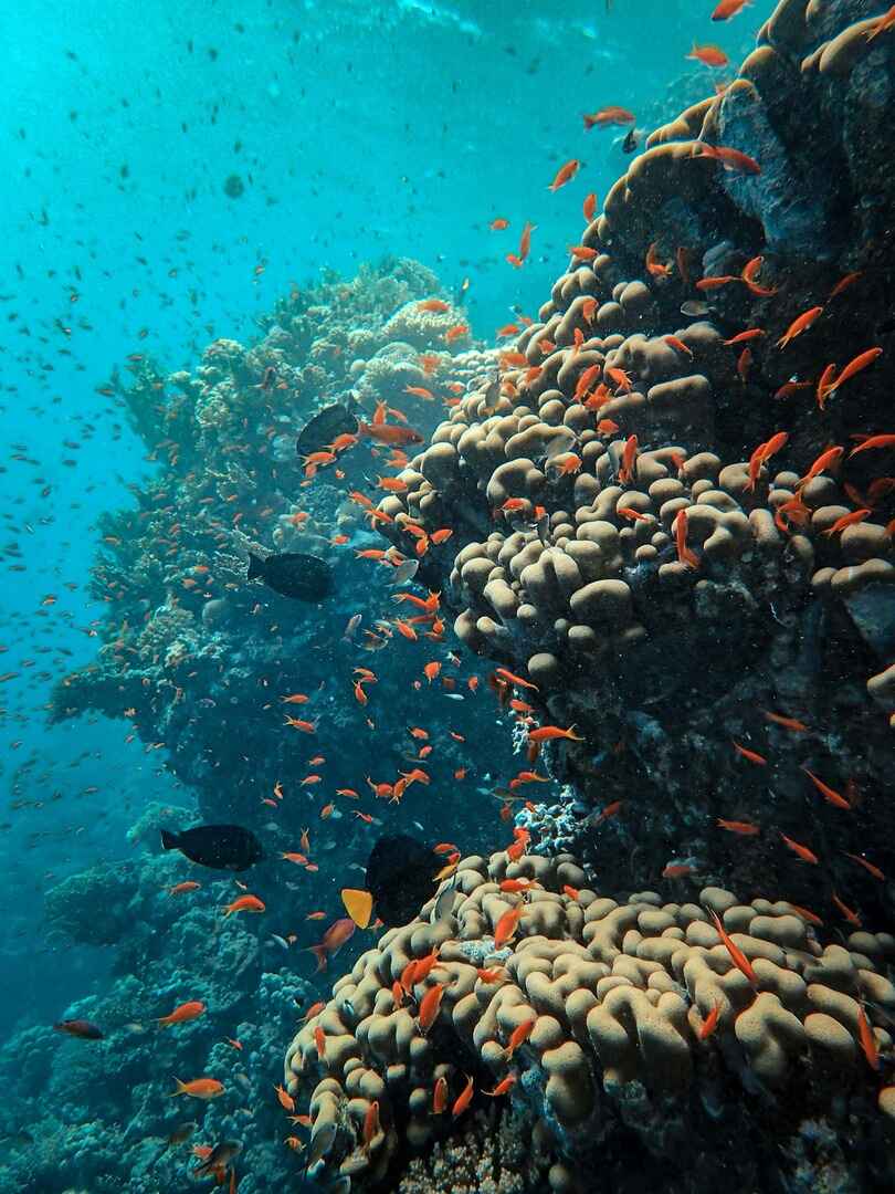 Oceania diving