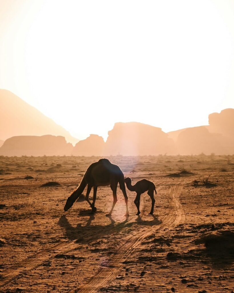 two camels in Wadi Rum