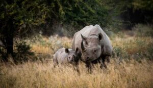 Rhinos South Africa safari