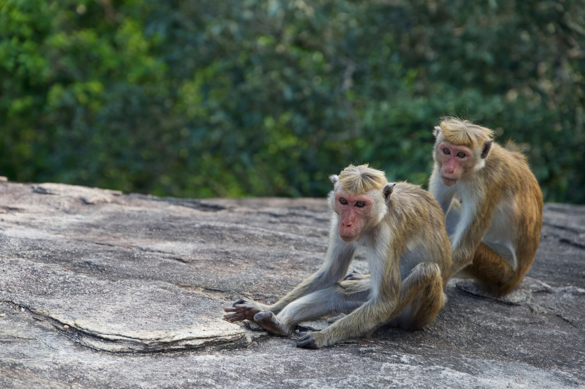 Monkeys on Pidurangala Rock