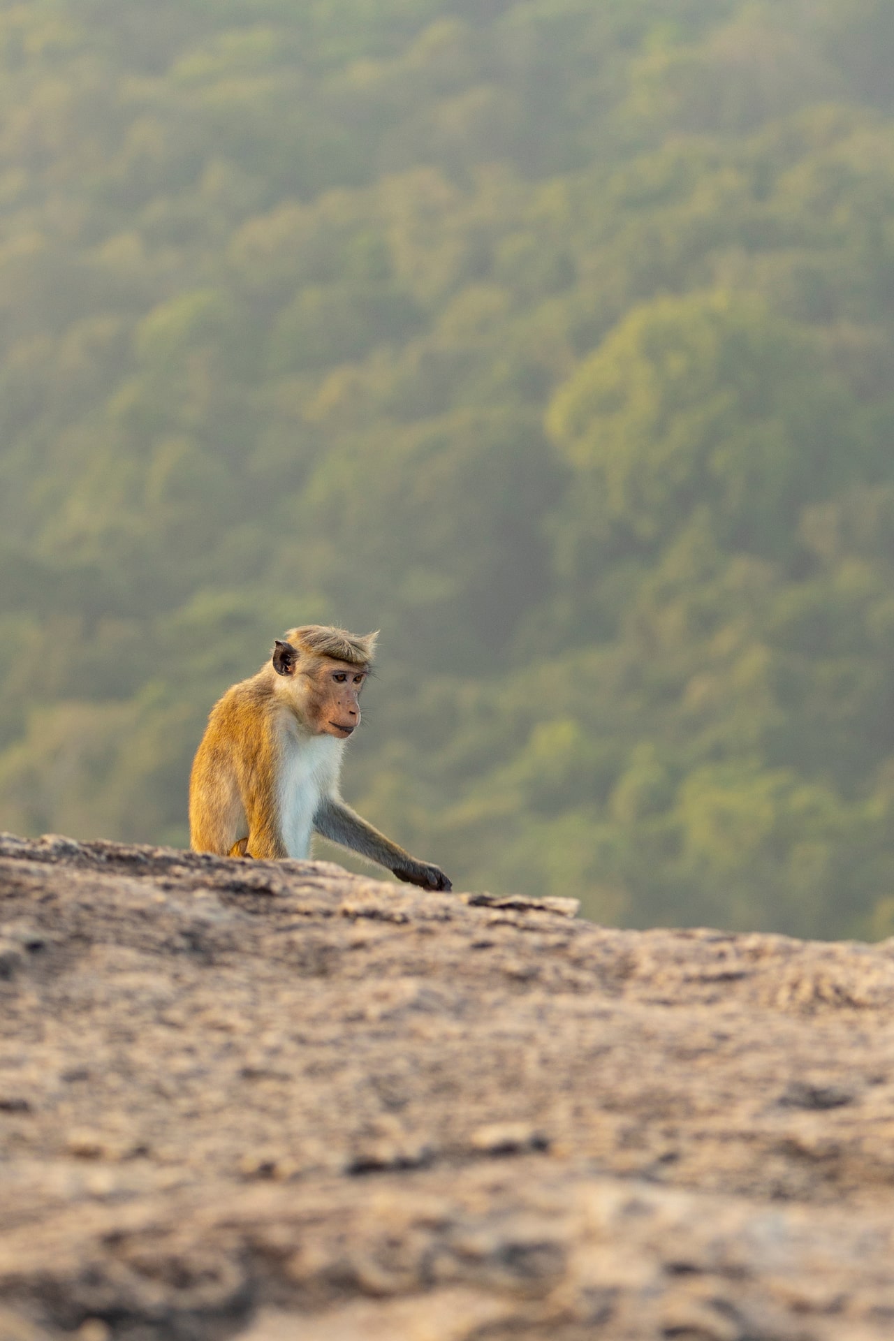 Monkey on Pidurangala Rock