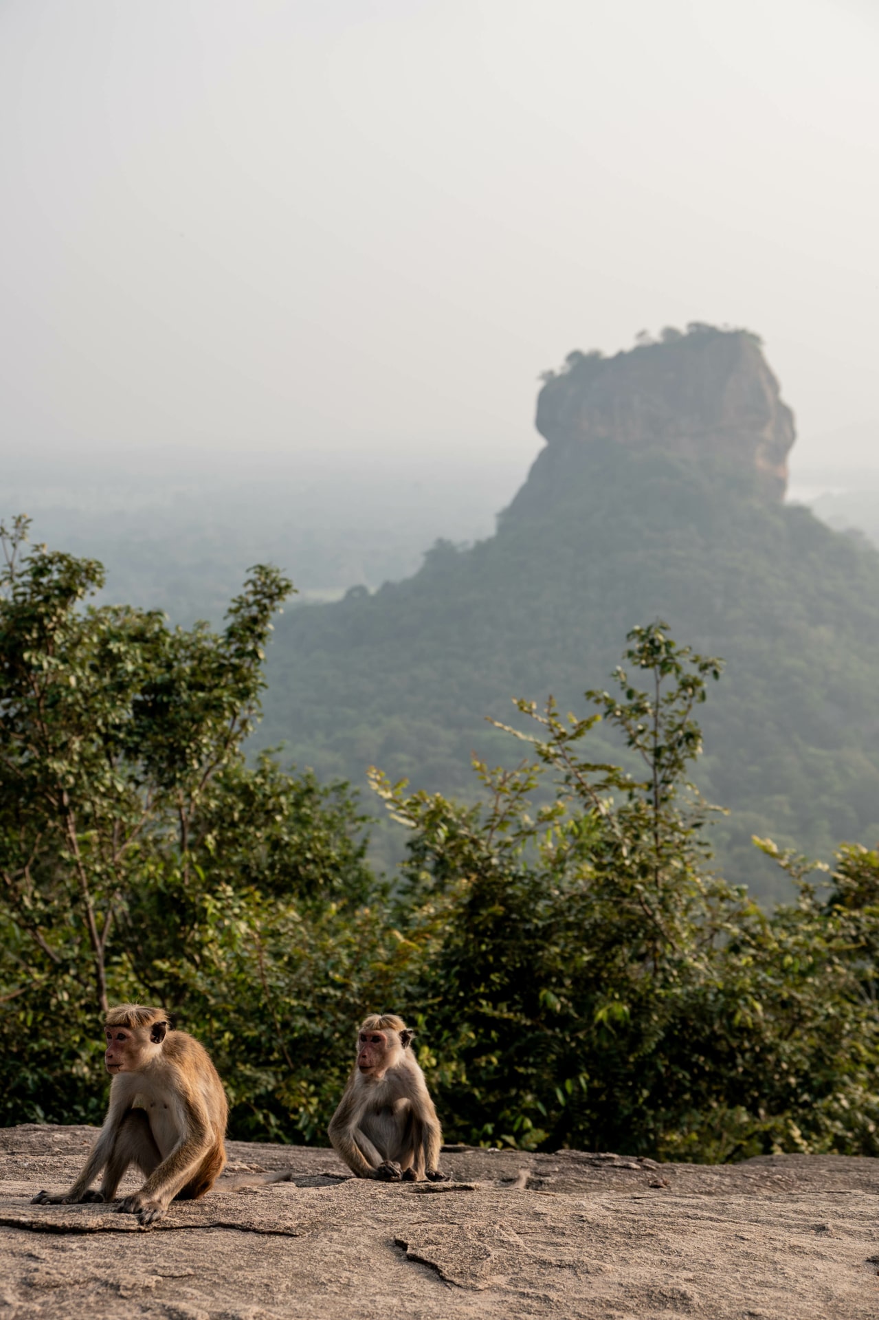 Pidurangala Rock the best viewpoint of Lion's Rock
