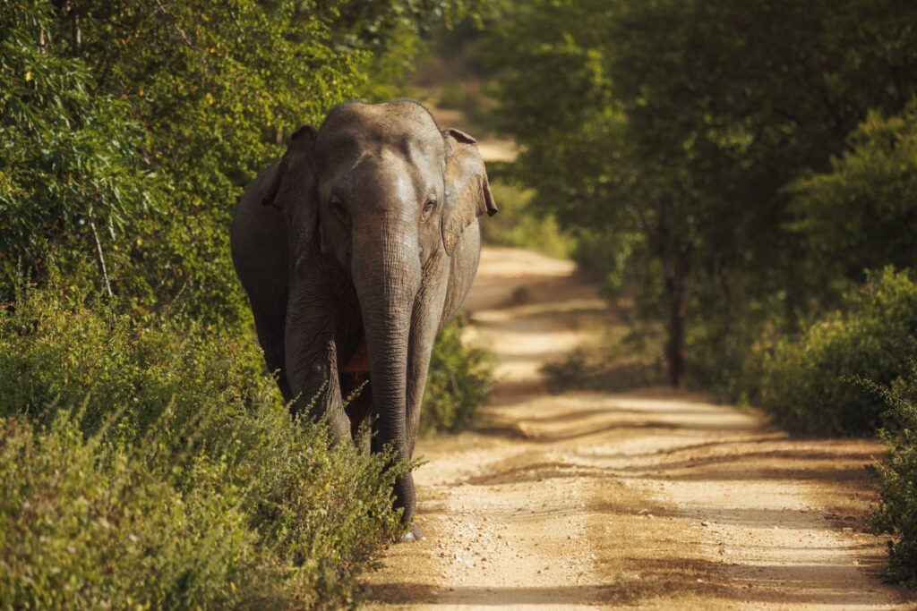 elephant on road Sri Lanka