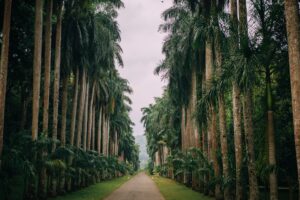 best Sri Lanka route - palm trees