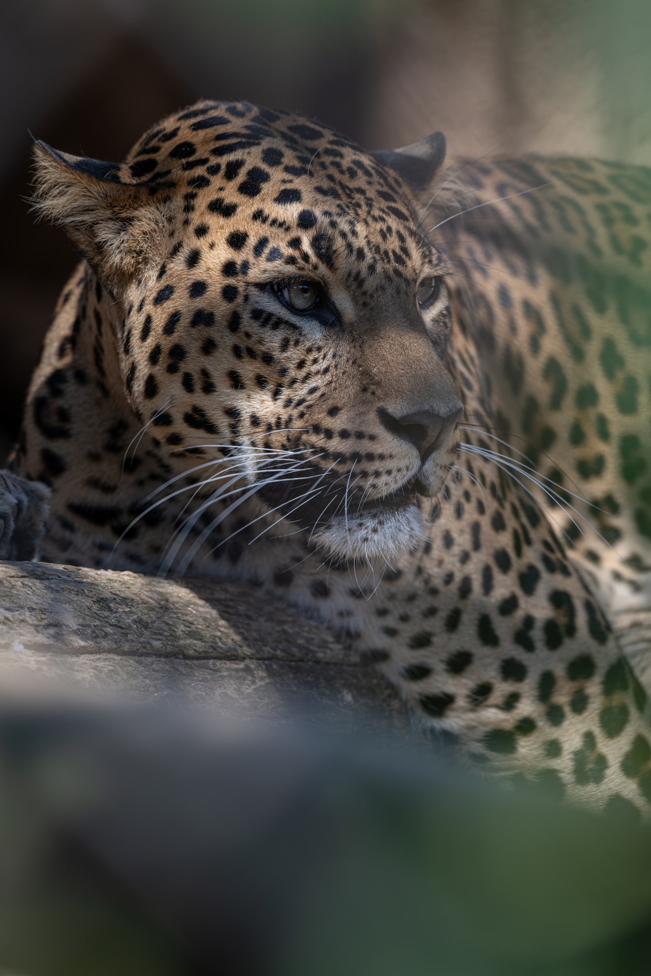yala national park leopard Sri Lanka